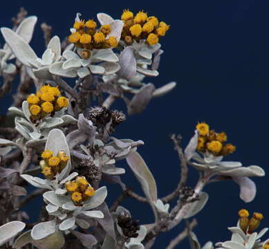 Image of Helichrysum obconicum DC.