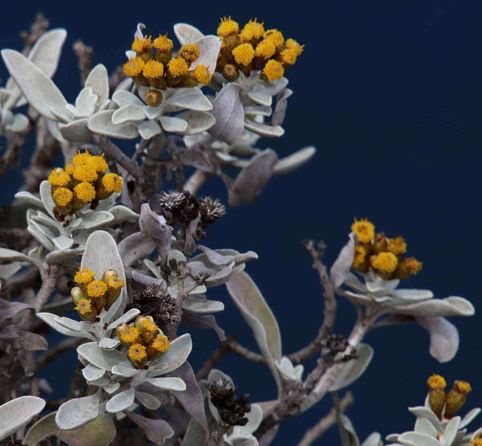 Imagem de Helichrysum obconicum DC.