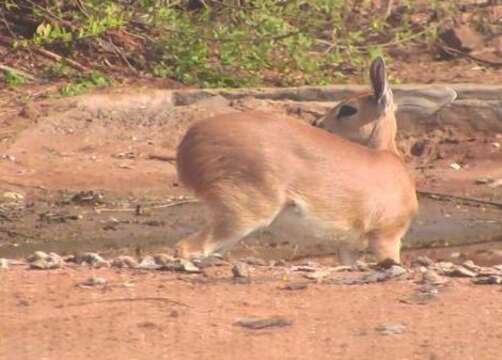 Image of Steenbok