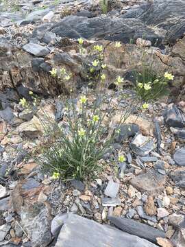 Image of Mojave Sandwort