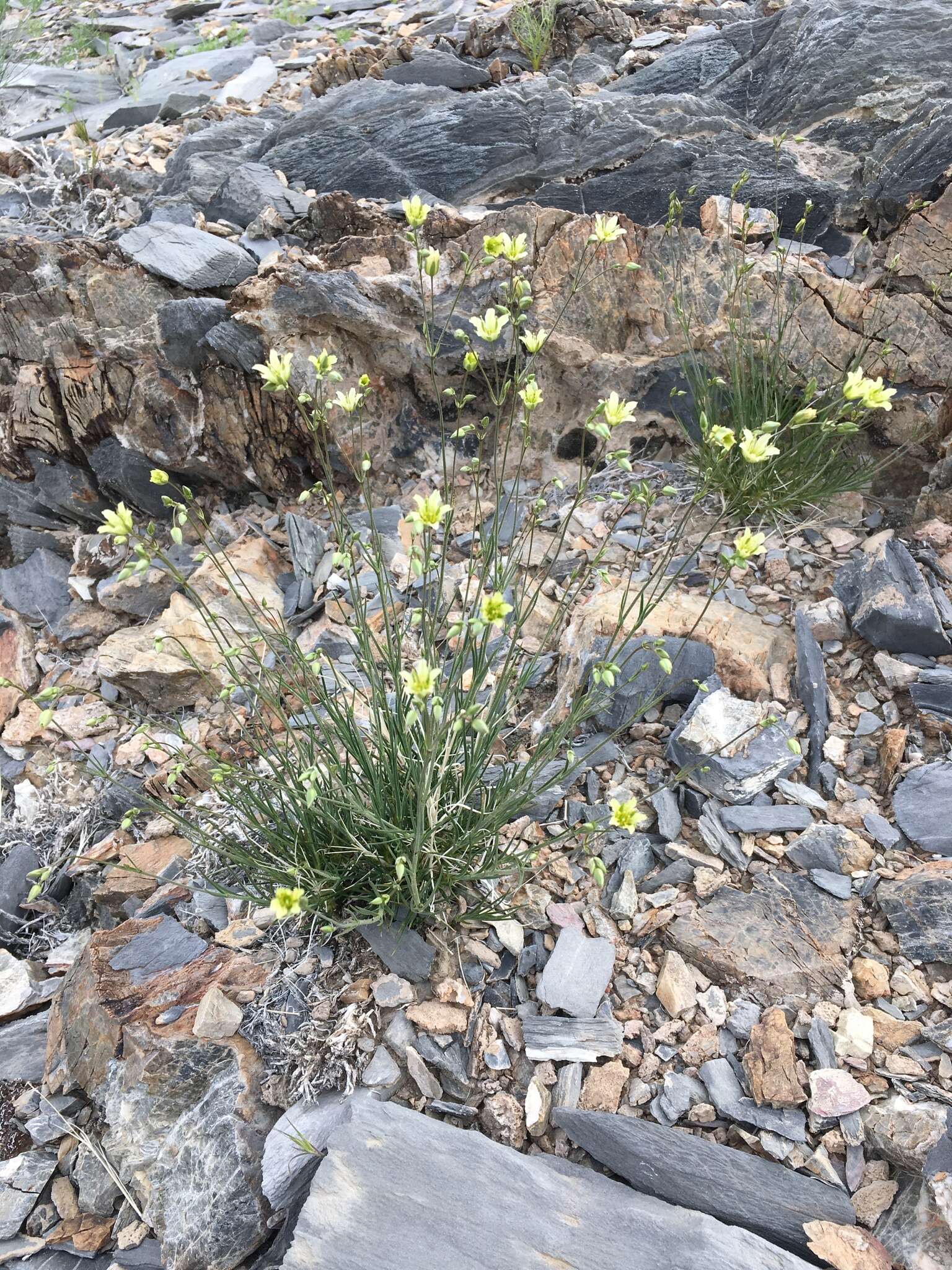 Image of Mojave Sandwort