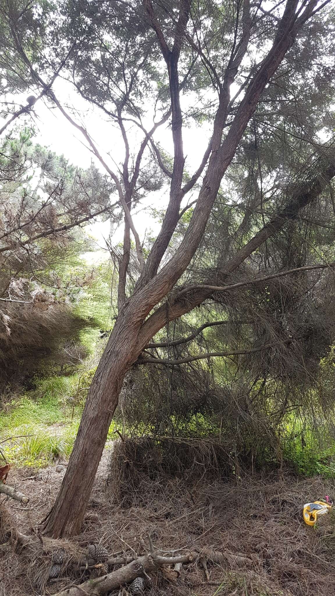 Image of Kunzea amathicola de Lange & Toelken