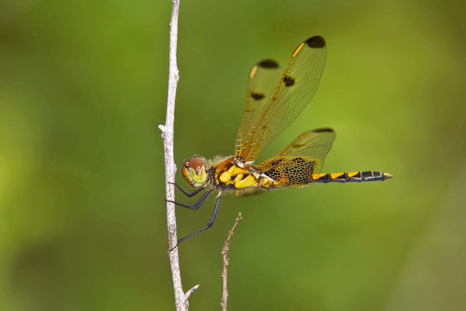 Слика од Celithemis elisa (Hagen 1861)