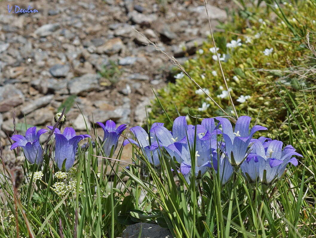 Image of Campanula tridentata Schreb.