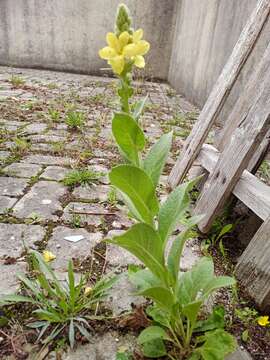 Image of Verbascum thapsus subsp. crassifolium (Lam.) Murb.