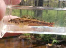 Plancia ëd Etheostoma zonistium Bailey & Etnier 1988