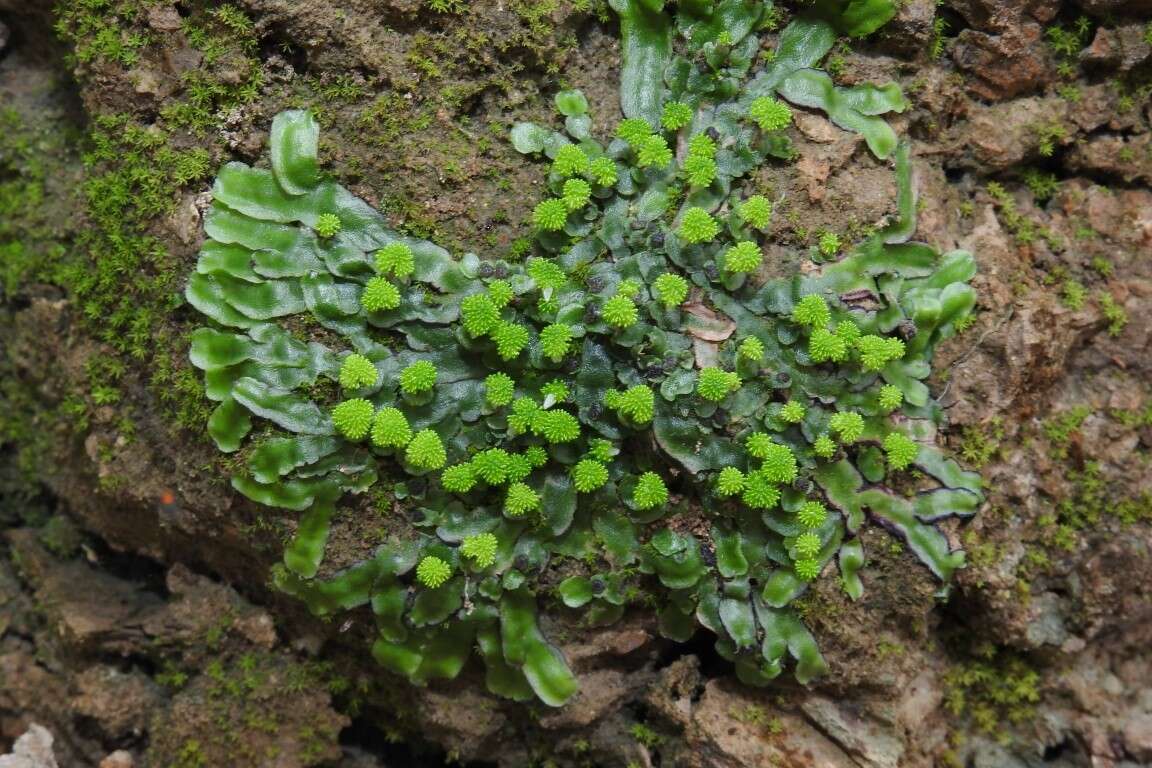 Sivun Asterella echinella (Gottsche) Underw. kuva