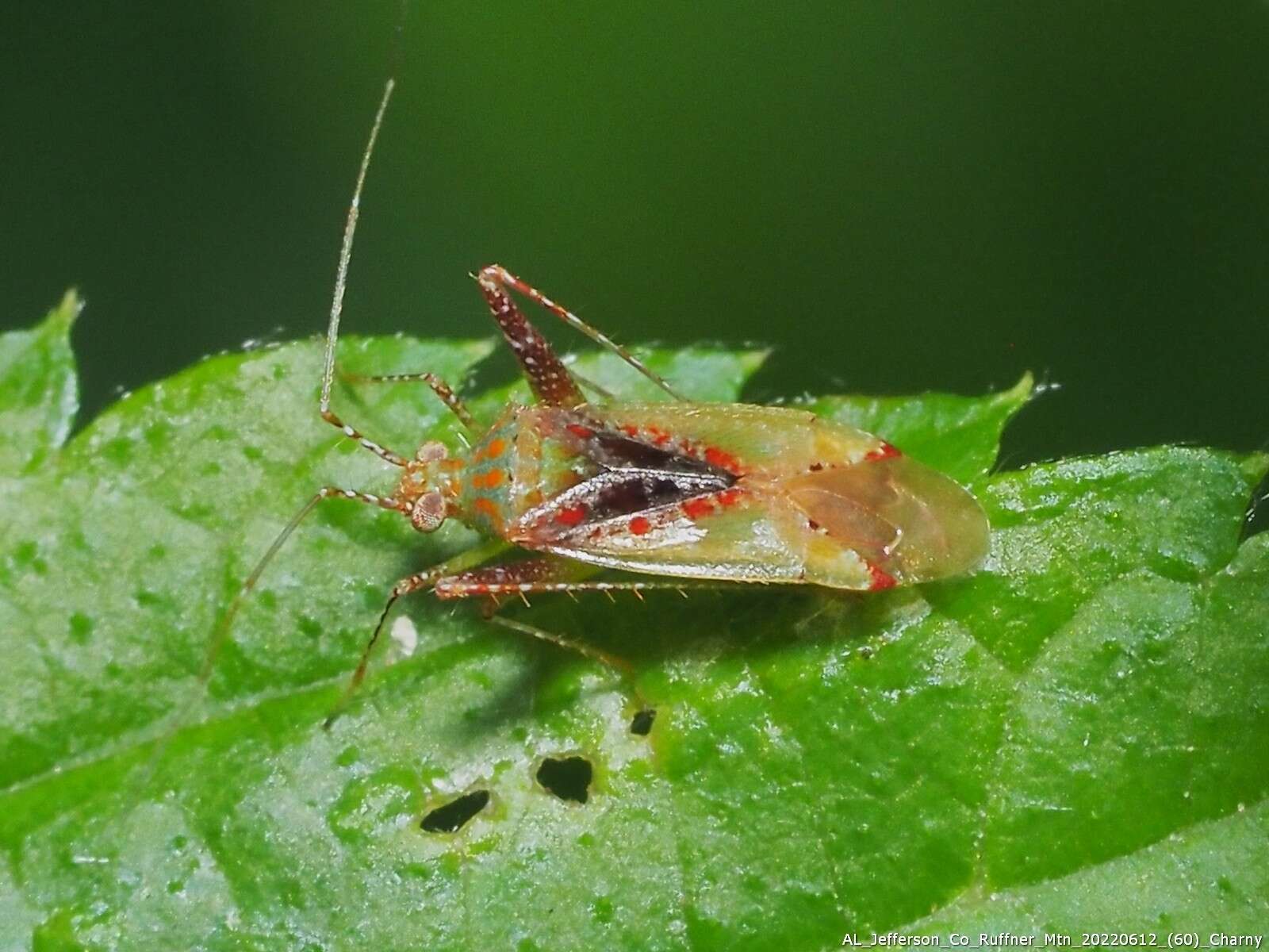 Image of Phytocoris tibialis Reuter 1876