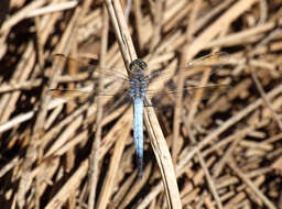 Image of Orthetrum caledonicum (Brauer 1865)