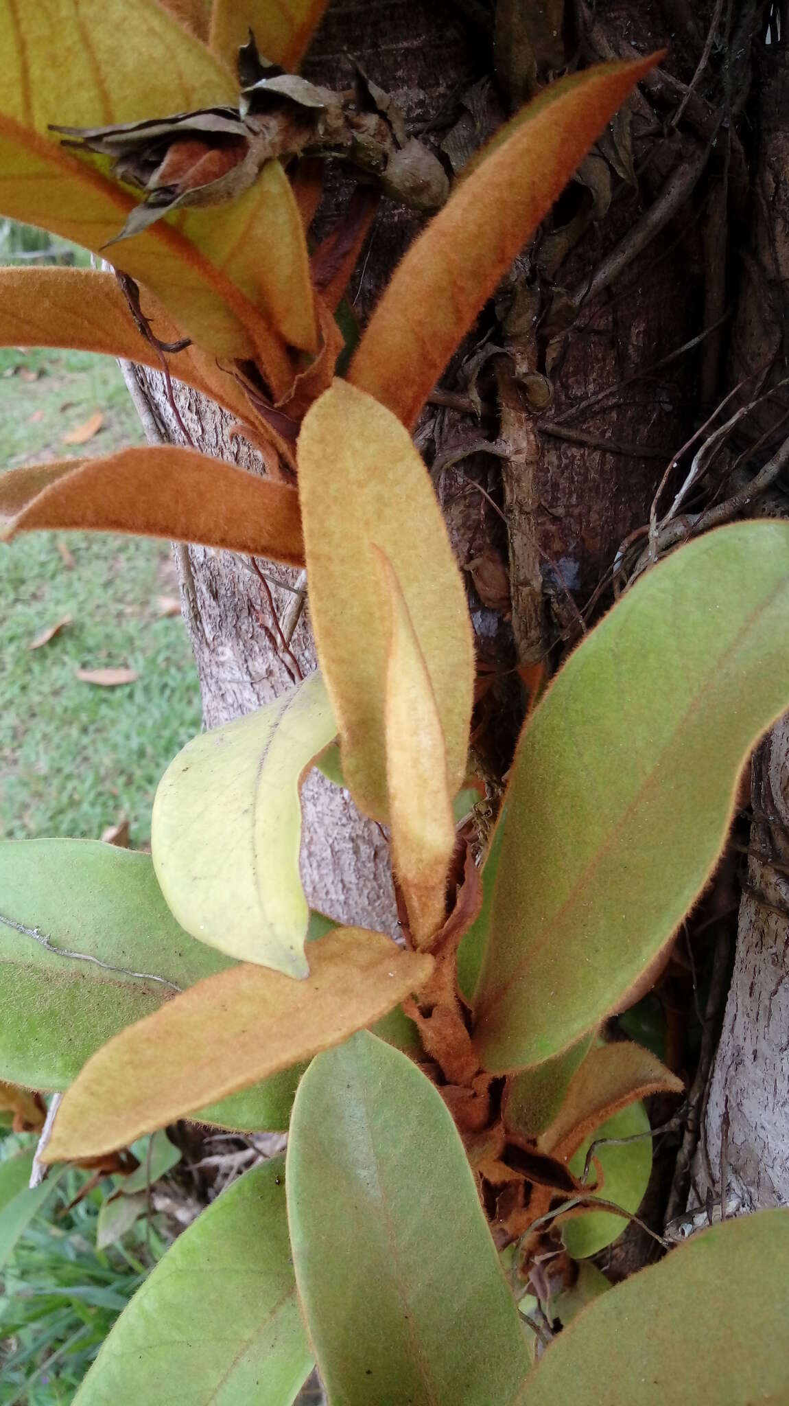 Image of Ficus consociata Bl.