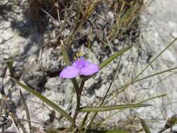 Image de Callisia hintoniorum B. L. Turner