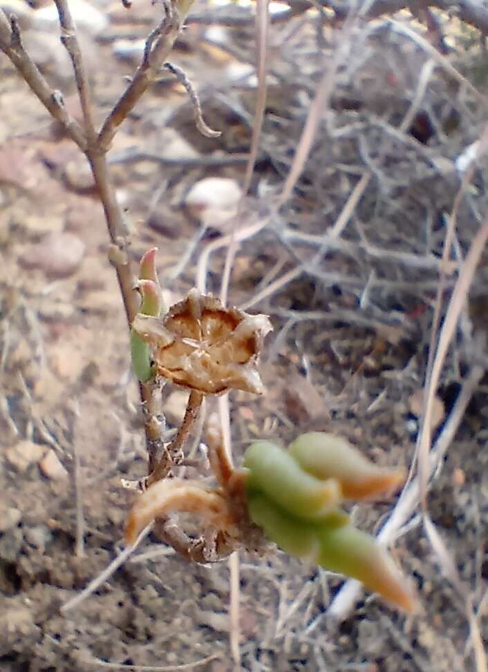 Image of Delosperma neethlingiae (L. Bol.) Schwant.