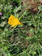 Image of petticoat daffodil