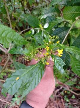 Image of Deppea grandiflora Schltdl.