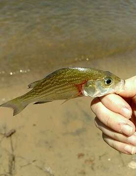 Image of White Perch