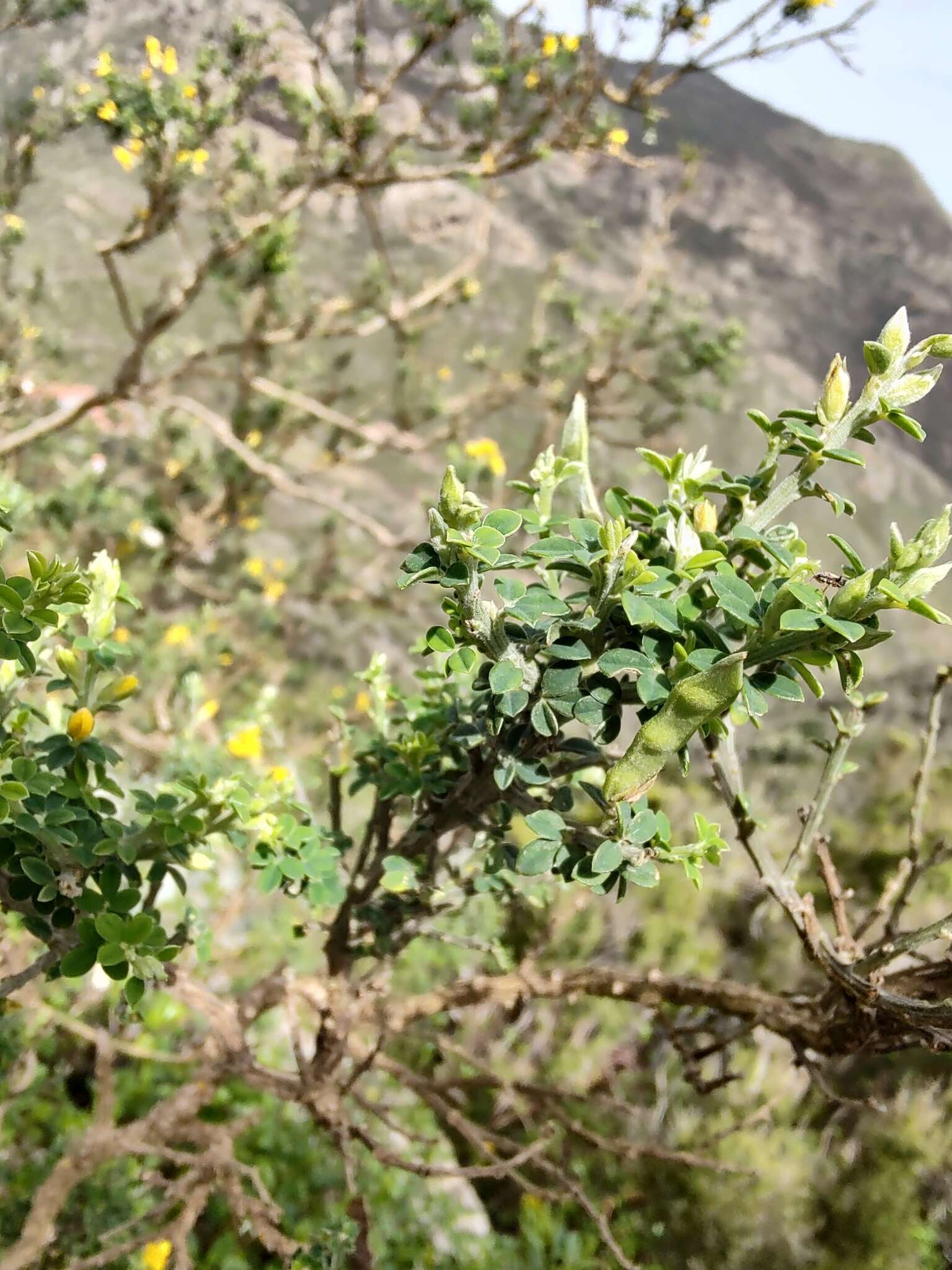 Imagem de Genista canariensis L.