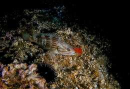 Epinephelus costae (Steindachner 1878)的圖片