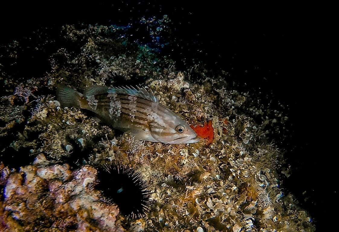 Слика од Epinephelus costae (Steindachner 1878)