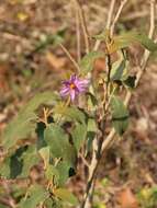 Image de Solanum campylacanthum subsp. campylacanthum