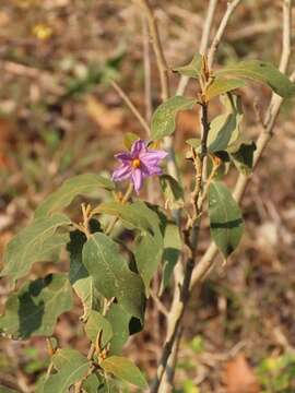 Image de Solanum campylacanthum subsp. campylacanthum