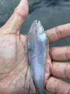 Image of California tonguefish