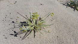 Image of purple desert lupine