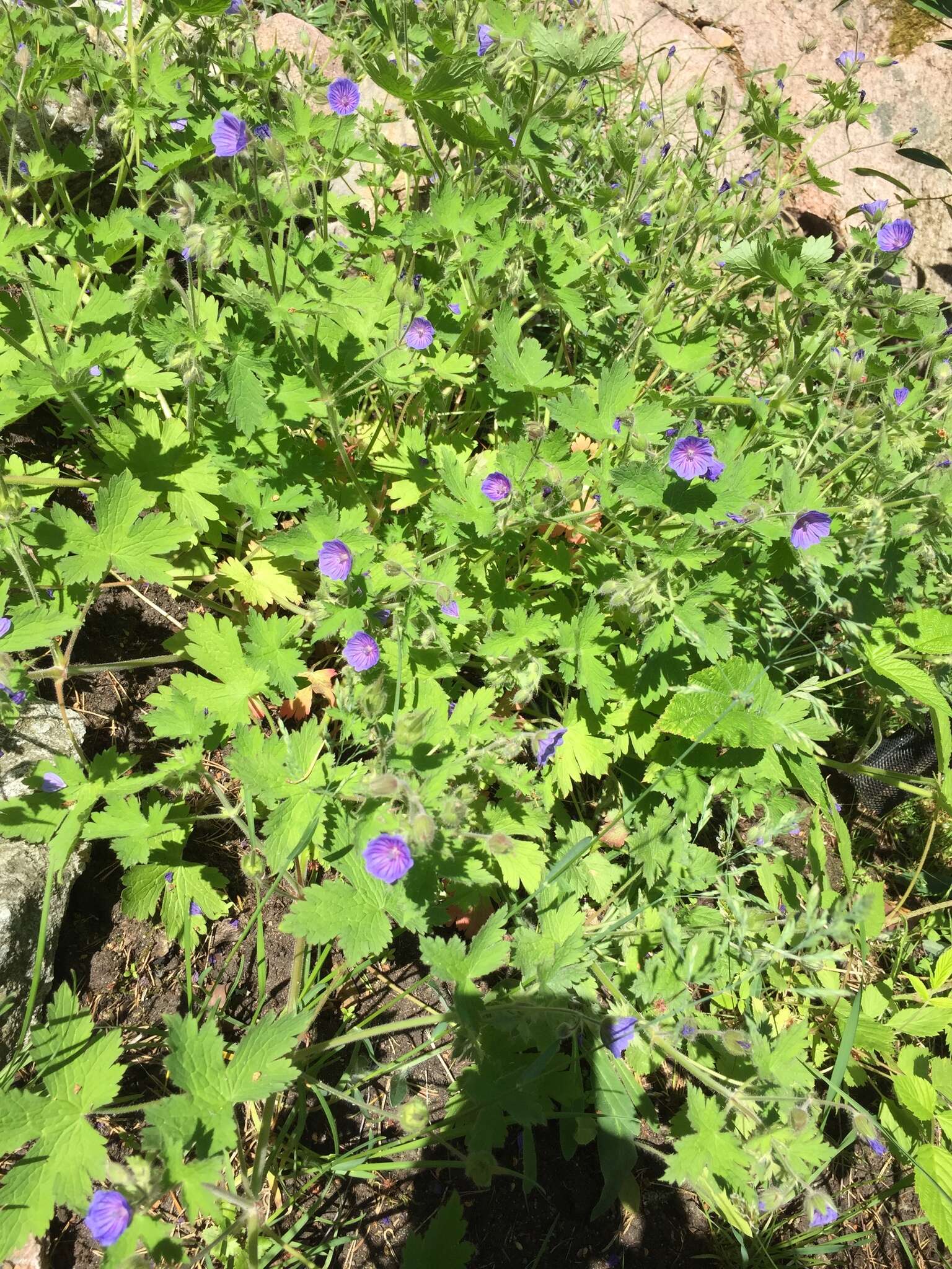 Imagem de Geranium bohemicum L.