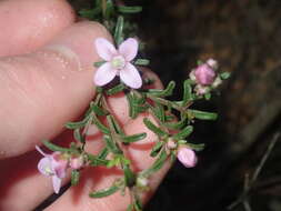 Image of Boronia capitata Benth.