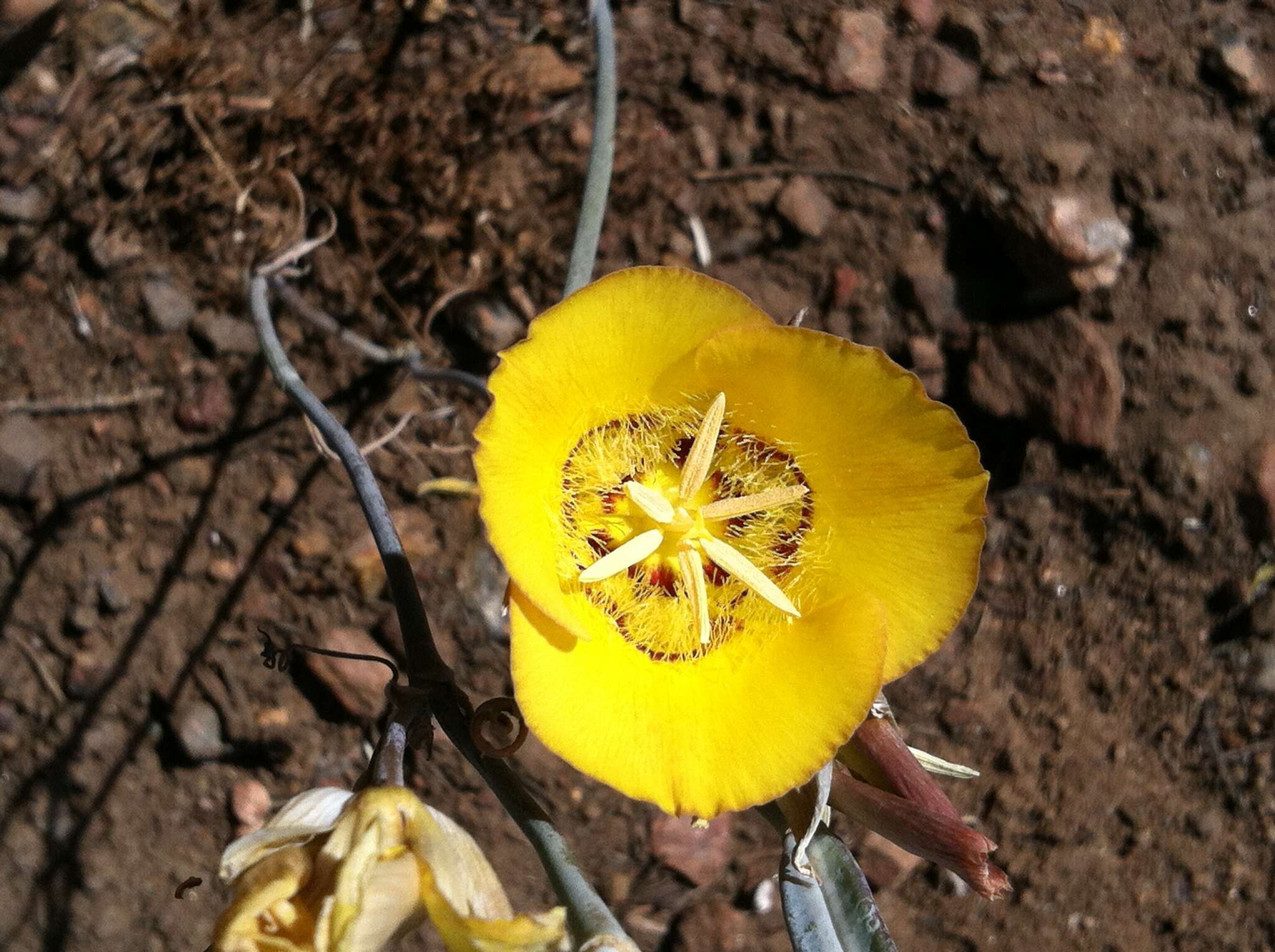 Image of goldenbowl mariposa lily