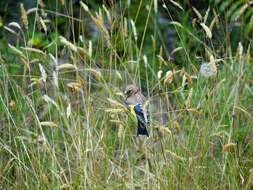 Image of Goldfinch