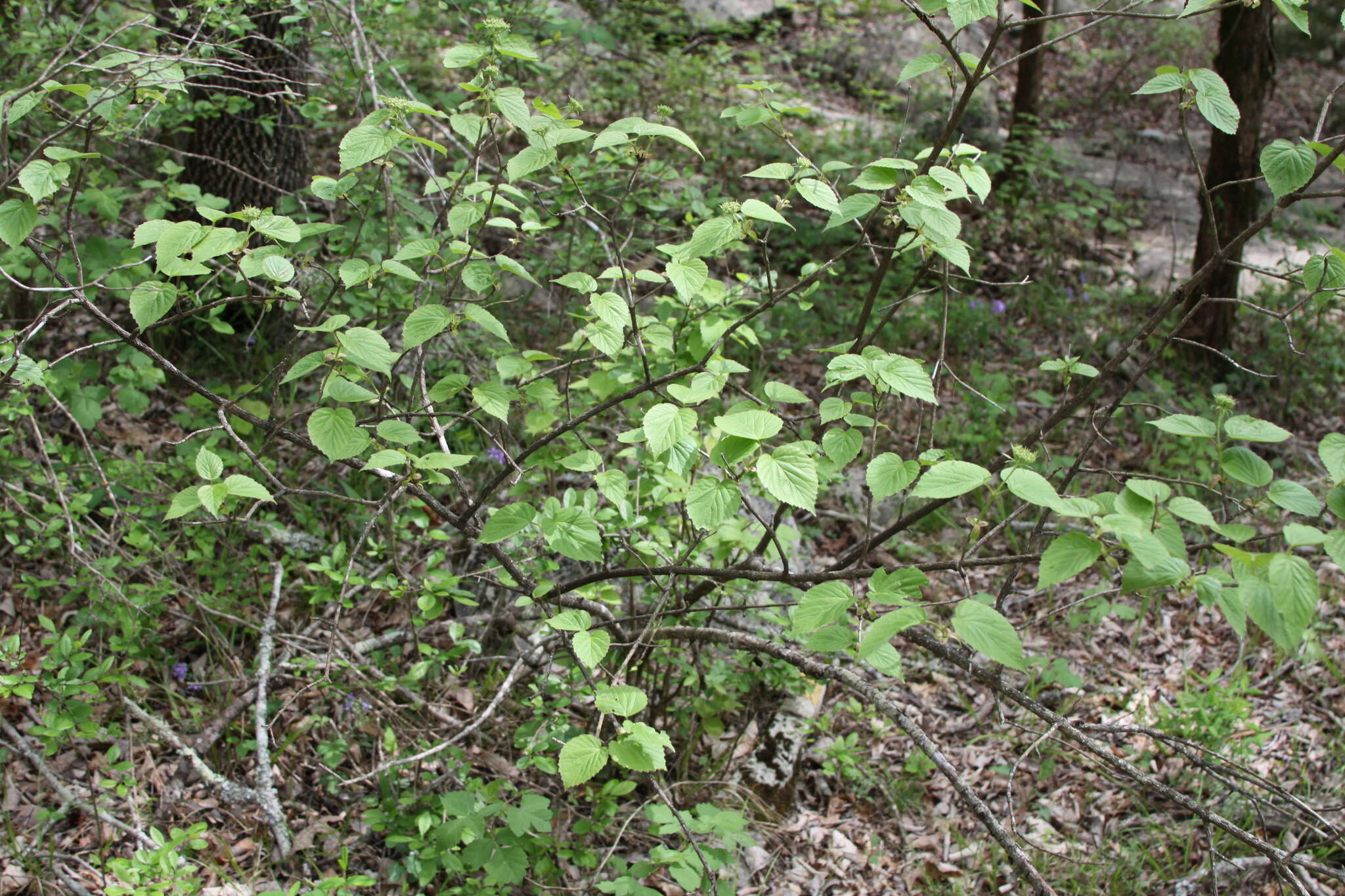 Image of bracted arrowwood