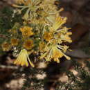 Image of Petrophile serruriae R. Br.