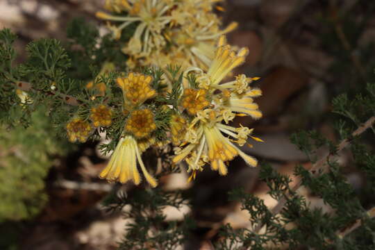 Image of Petrophile serruriae R. Br.