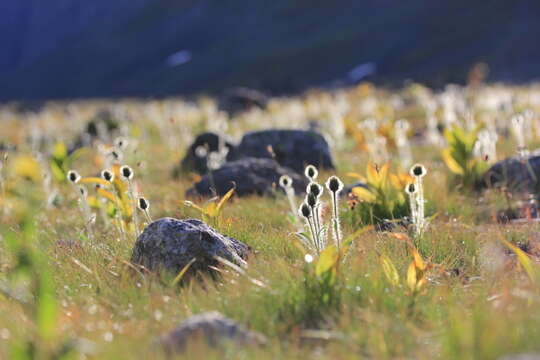 صورة Hieracium alpinum L.