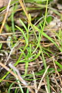 Image of Brachyscome paludicola P. S. Short