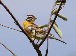 Image of Emberiza flaviventris kalaharica Roberts 1932