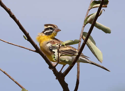 Image of Emberiza flaviventris kalaharica Roberts 1932