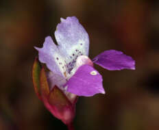 Image de Collinsia sparsiflora var. collina (Jepson) Newsom