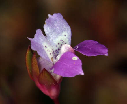 Image of spinster's blue eyed Mary