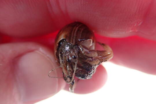 Image of Long-Clawed Hermit Crab