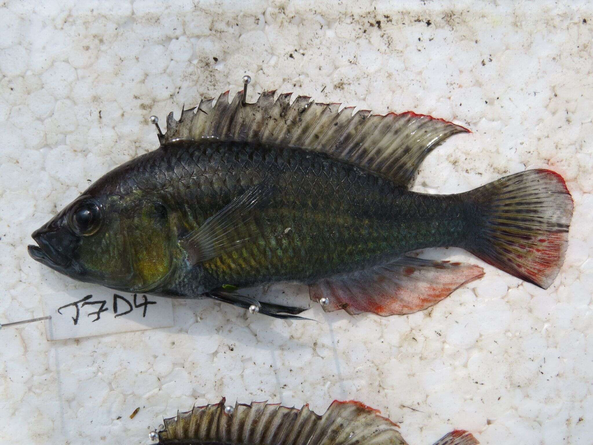 Image de Astatotilapia bloyeti (Sauvage 1883)