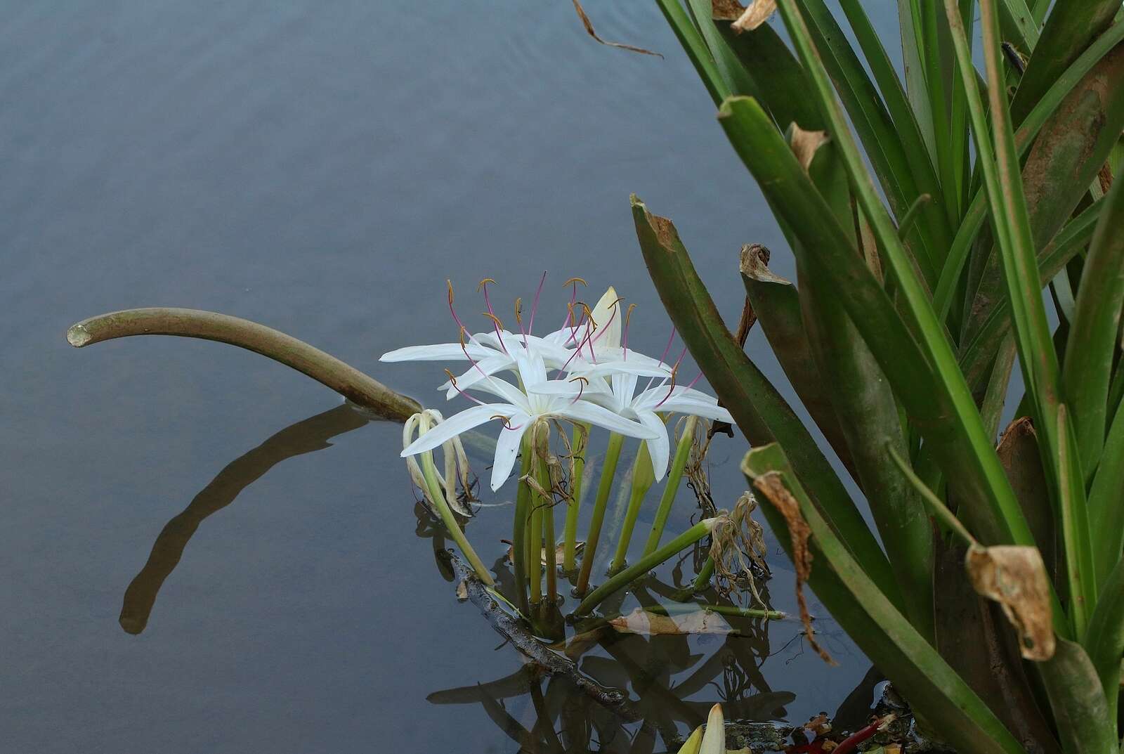 Слика од Crinum viviparum (Lam.) R. Ansari & V. J. Nair