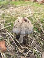 Image de Coprinopsis stangliana (Enderle, Bender & Gröger) Redhead, Vilgalys & Moncalvo 2001