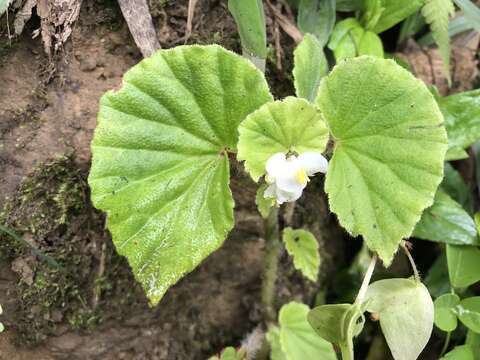 Image of Brazilian Begonia