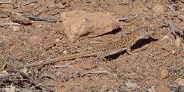 Image of Spotted Fringe-fingered Lizard