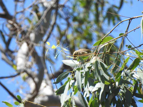 صورة Ptilotula fusca (Gould 1837)