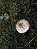 Agaricus subrutilescens (Kauffman) Hotson & D. E. Stuntz 1938 resmi