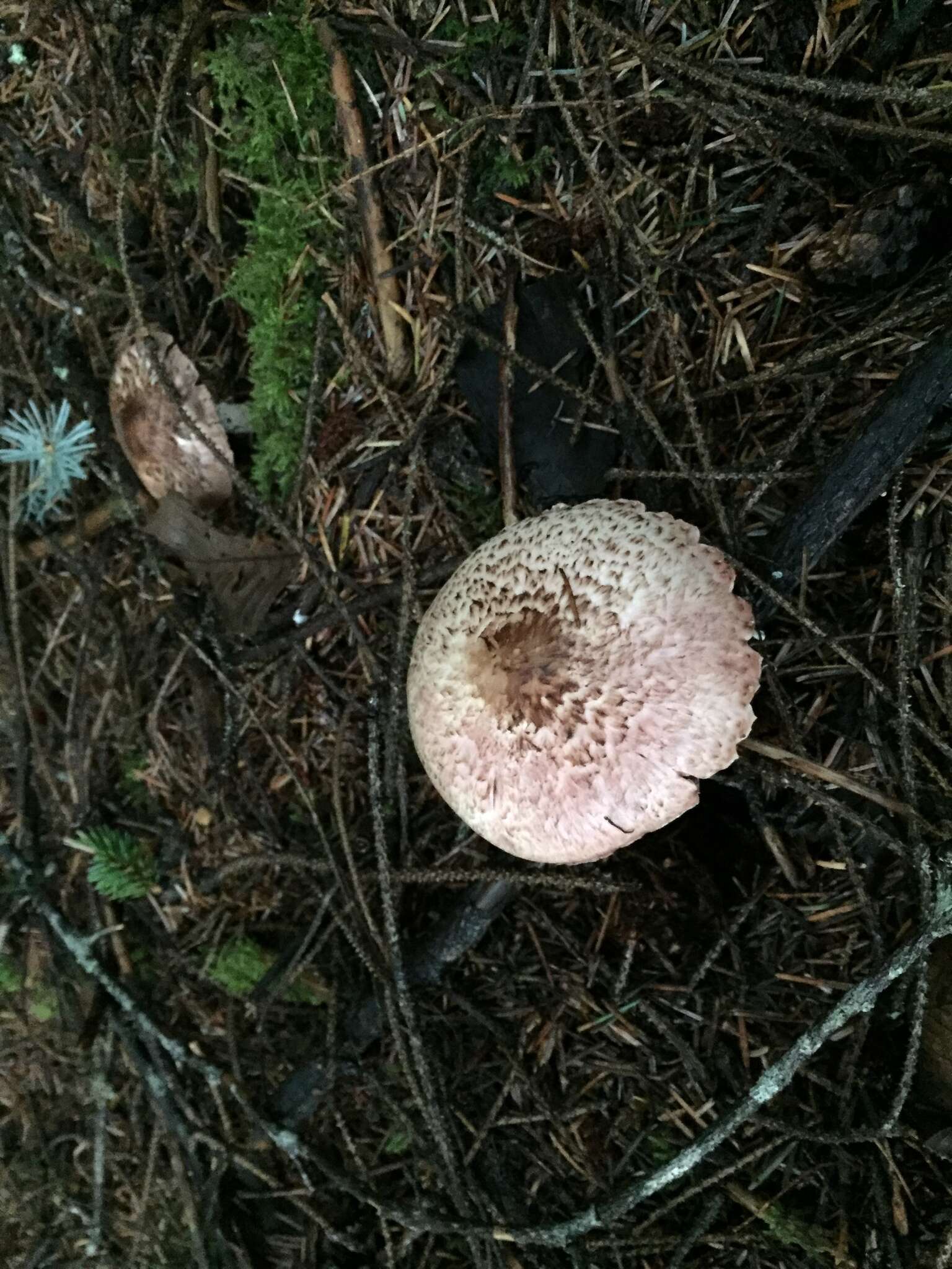 Plancia ëd Agaricus subrutilescens (Kauffman) Hotson & D. E. Stuntz 1938