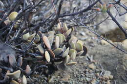 Image of Adromischus liebenbergii Hutchison