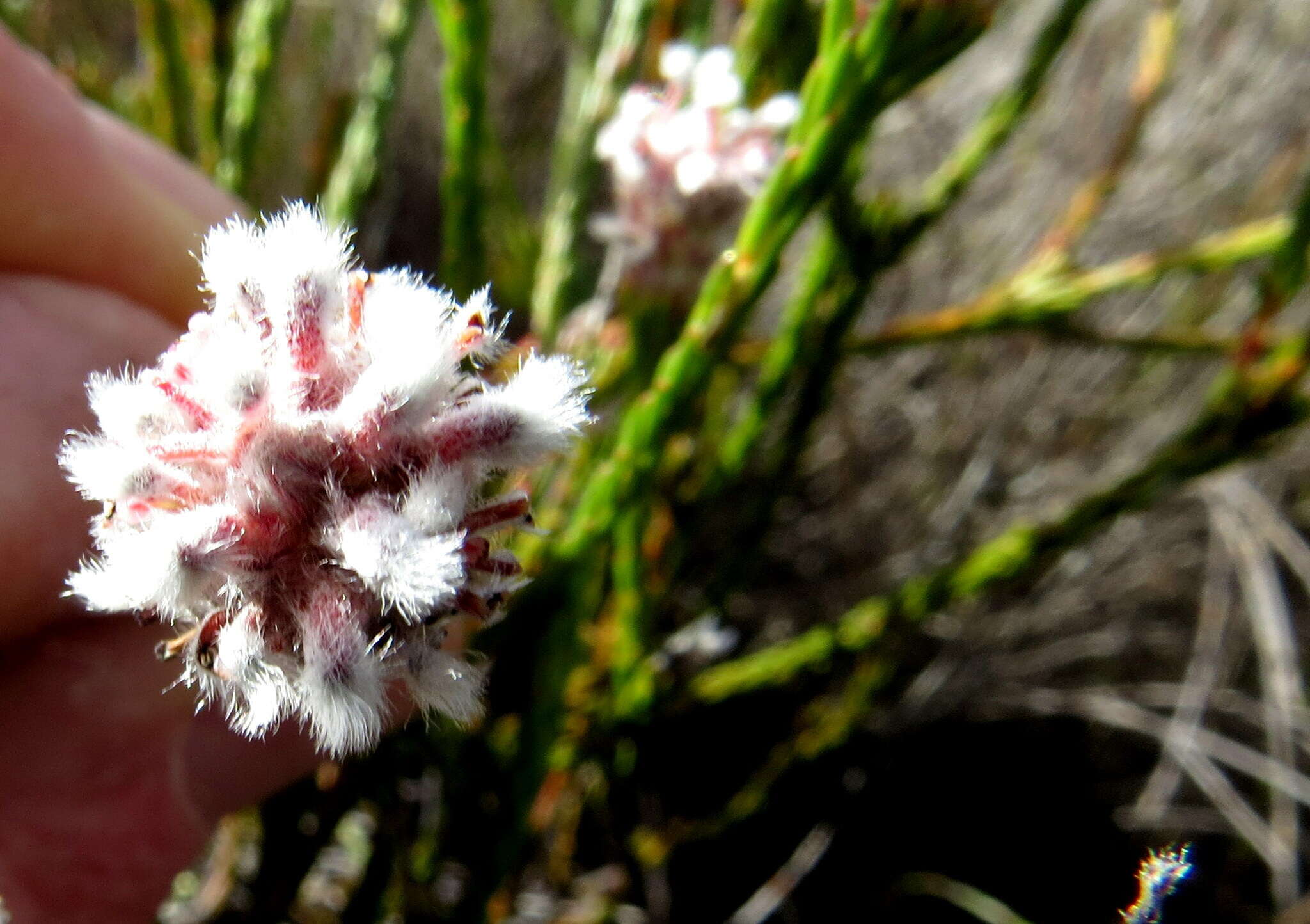 Image of Spatalla ericoides Phillips